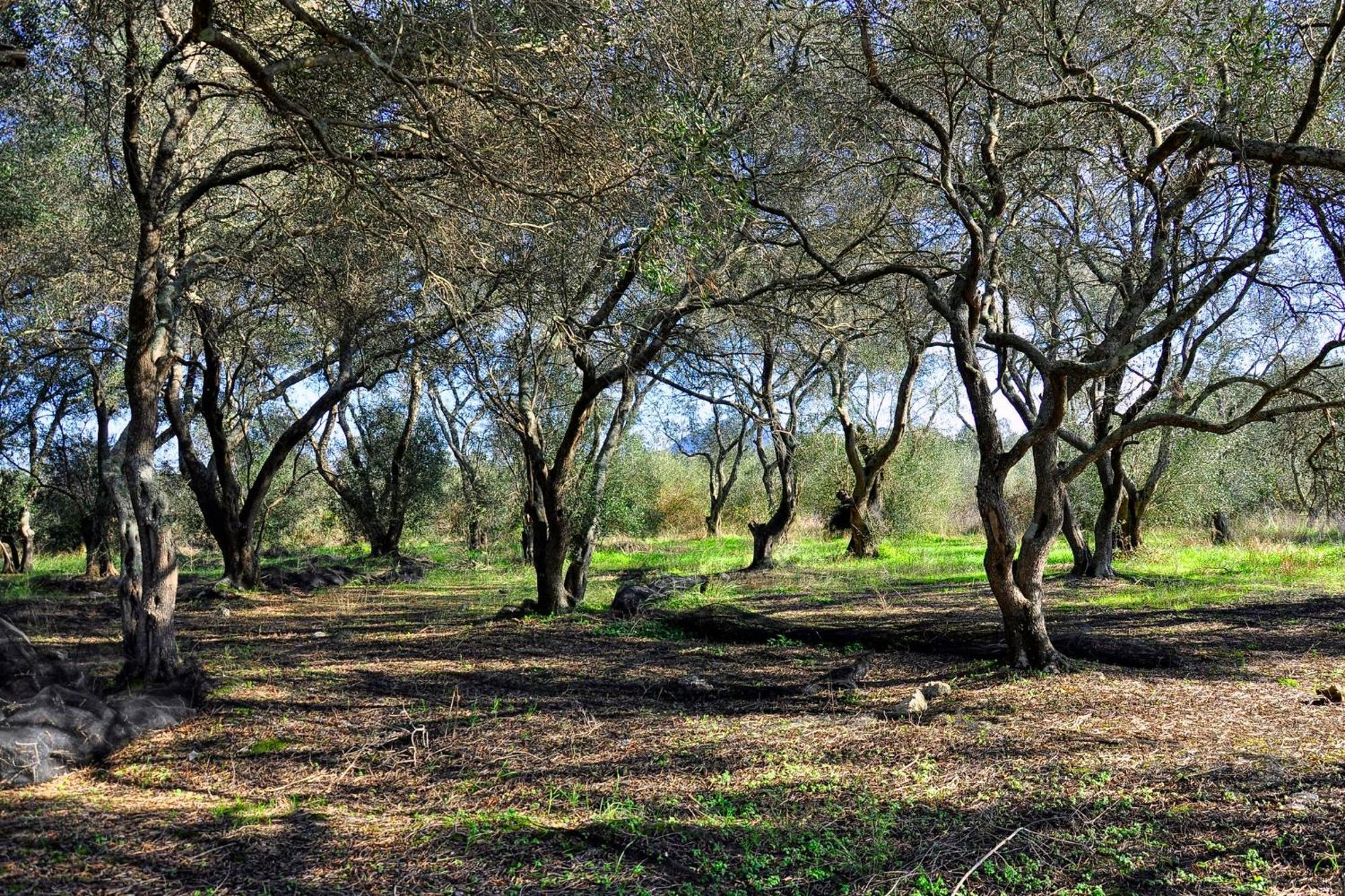 Il Vicolo Agios Matthaios (Corfu) Exterior foto